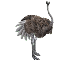 Ostrich Png Photo PNG Images