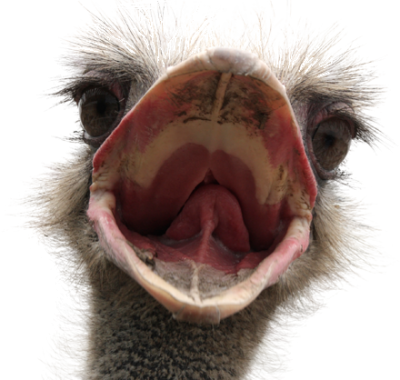 Ostrich Png Transparent Image PNG Images