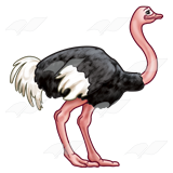 Ostrich Transparent Images PNG Images