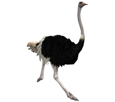 Running Ostrich Png PNG Images