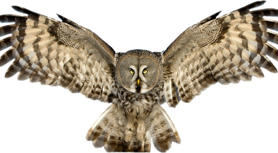 Night, View, Howling, Flying Brown Owl Transparent Hd Free Download PNG Images