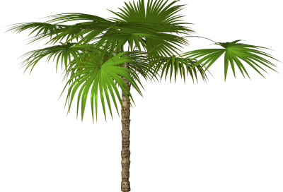 Palm Tree Free Download Transparent PNG Images
