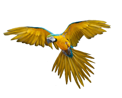 Parrot Fly Cut Out PNG Images