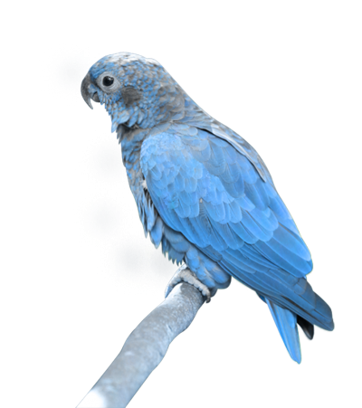 Baby Parrot Transparent Picture PNG Images