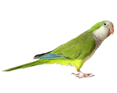 Green Cute Parrot Transparent PNG Images