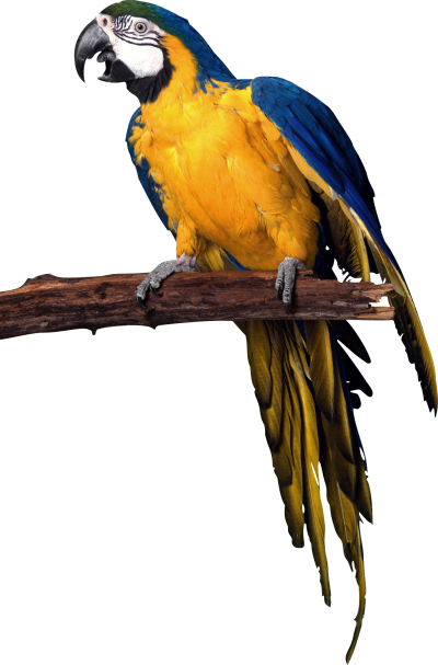 Parrot Colorful Animal Transparent Background PNG Images