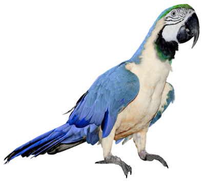 Parrot Icon PNG Images