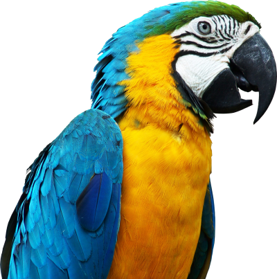 Parrot Clipart File PNG Images