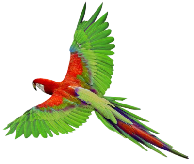 Parrot Animal Clipart Hd PNG Images