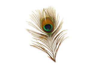 Beautiful Peacock Feathers Eye Photo PNG Images