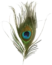 Ho Florists Peacock Feather Icon Png PNG Images