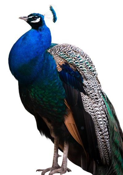 Peacock Png Transparent Images PNG Images