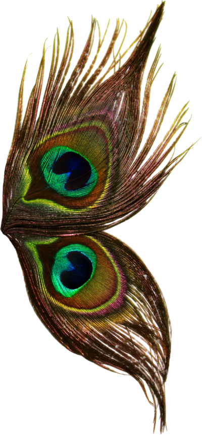 Download PEACOCK FEATHER Free PNG transparent image and clipart