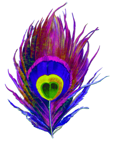 Purple, Peacock, Bird, Feather, Colorful, Eye, Designs Png PNG Images