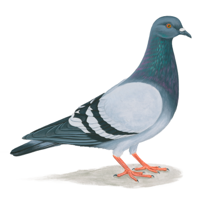 Pigeon Free Transparent PNG Images