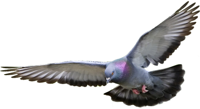 Pigeon Background 6 PNG Images