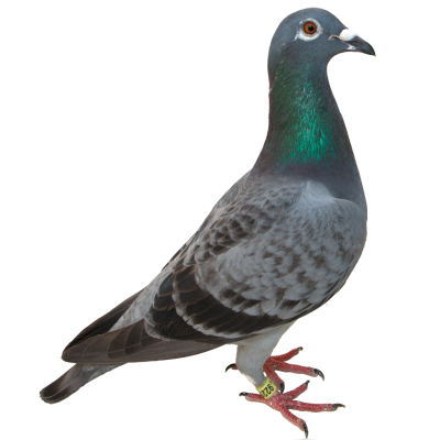 Pigeon Clipart Hd PNG Images