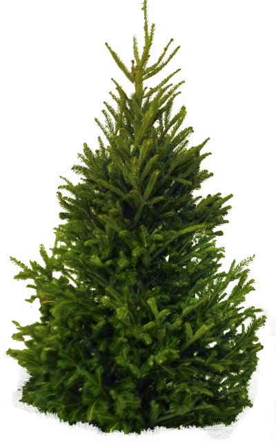 Download PINE TREE Free PNG transparent image and clipart