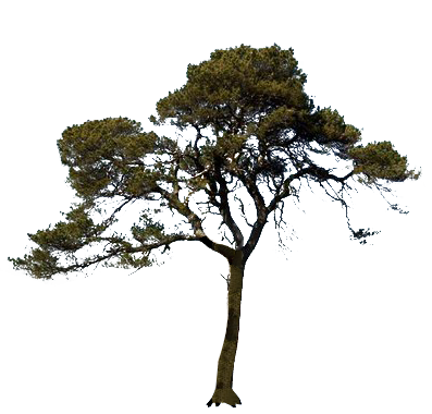 Download PINE TREE Free PNG transparent image and clipart