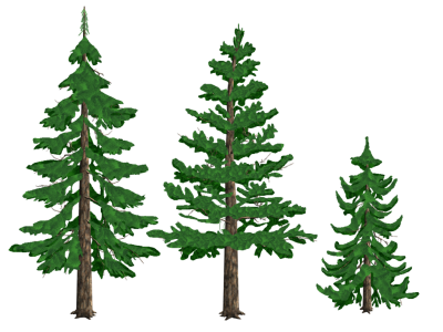 Photos Clipart Pine Tree PNG PNG Images