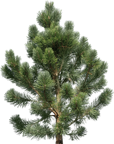Pine Tree High Quality PNG PNG Images