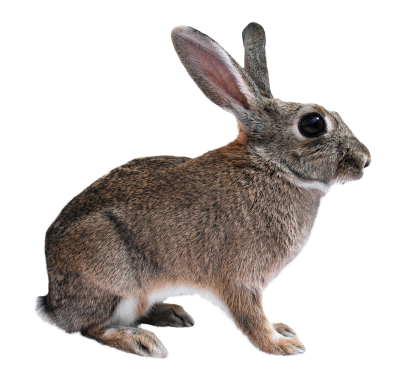 Rabbit Background PNG Images