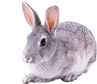 Rabbit Transparent Image PNG Images
