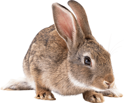 Rabbit Free PNG Images