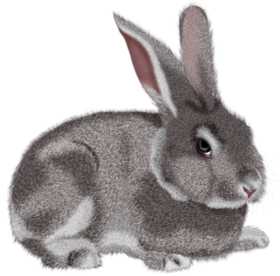 Rabbit Icon Clipart PNG Images