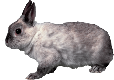 Rabbit Amazing Image Download PNG Images