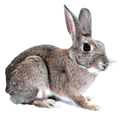 Rabbit Transparent Background PNG Images