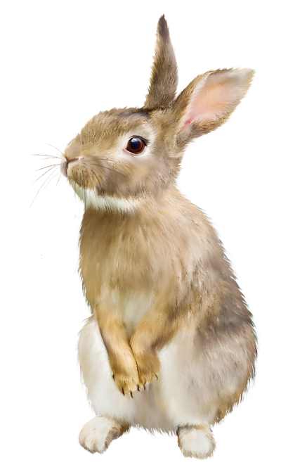 Rabbit Free Download PNG Images