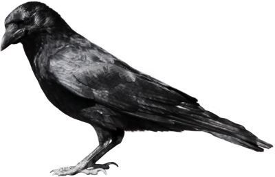 Crow Clipart, Birds And Crow Clipart Images PNG Images