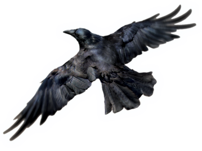 Raven White Background Images PNG Images