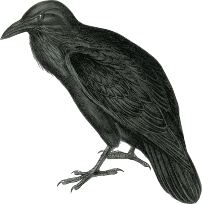 Realistic Raven Clipart Pic PNG Images