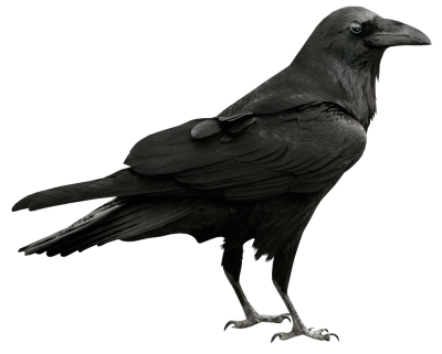 Some Interesting Facts About Raven Png PNG Images