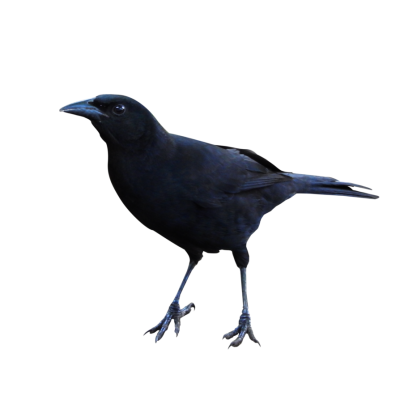 Raven High Quality PNG Images