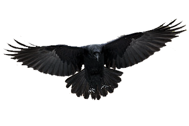 Raven Background PNG Images