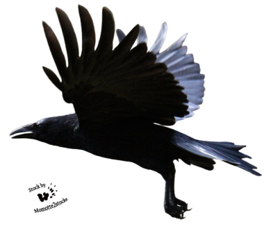 Raven Wonderful Picture Images 17 PNG Images