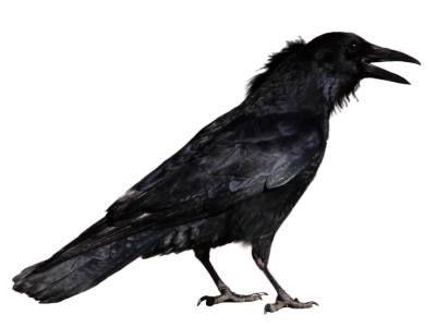 Raven Simple 11 PNG Images