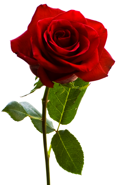 Rose Picture Photo PNG Images