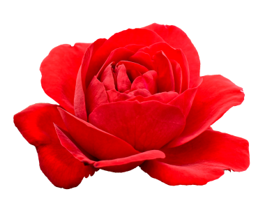 Red Rose Flower Icon Clipart PNG Images