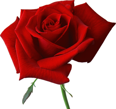 HD Flowers Rose Image PNG Images