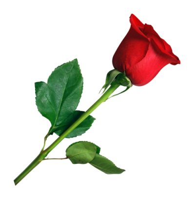 Single Red Rose Png PNG Images