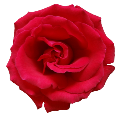 Rose Wonderful Picture Images PNG Images