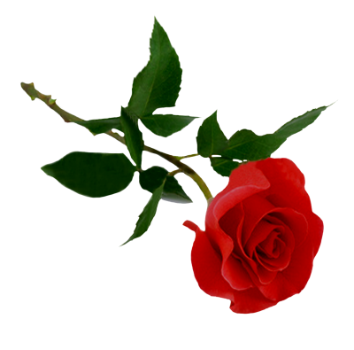 Rose Clipart Photos PNG Images