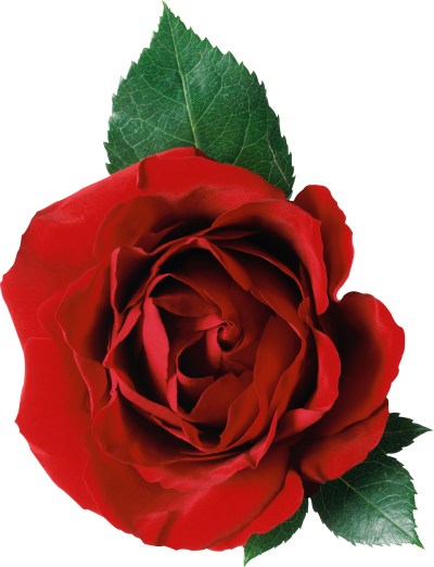 Rose Flower Picture PNG Images