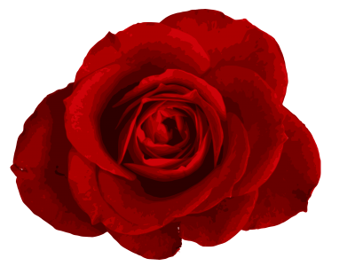 Rose Vector PNG Images