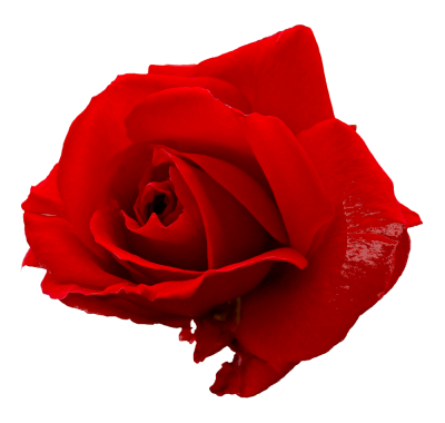 Rose Flower Red Hd Photo PNG Images
