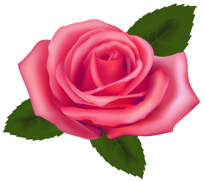 Free Pink Rose Picture PNG Images